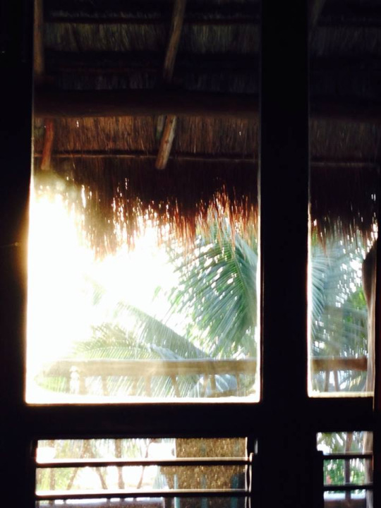 Looking out a darkened window to palm trees